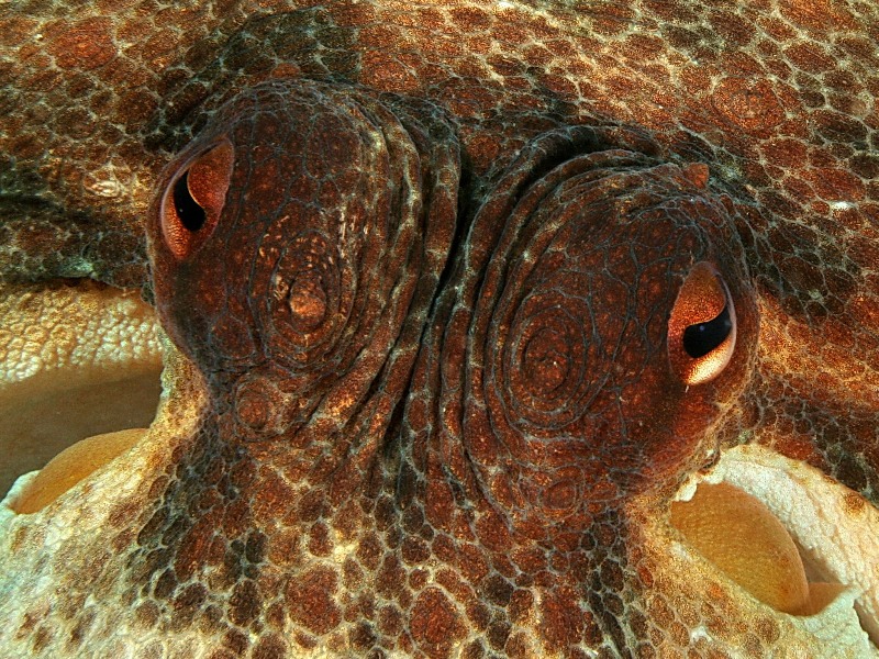 Octopus vulgaris (Cuvier ,1797)